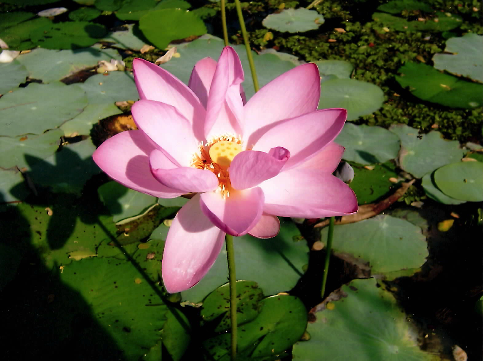 Von der Erkenntnis des Selbst
