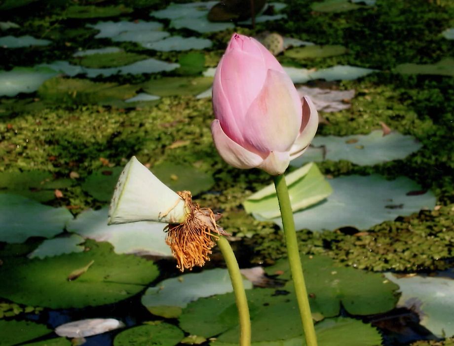 Von Kamelen und weisen Menschen