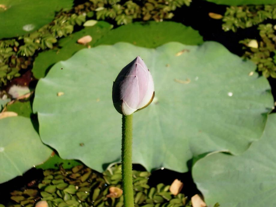 Die Geschichte von Szabo dem Schneider